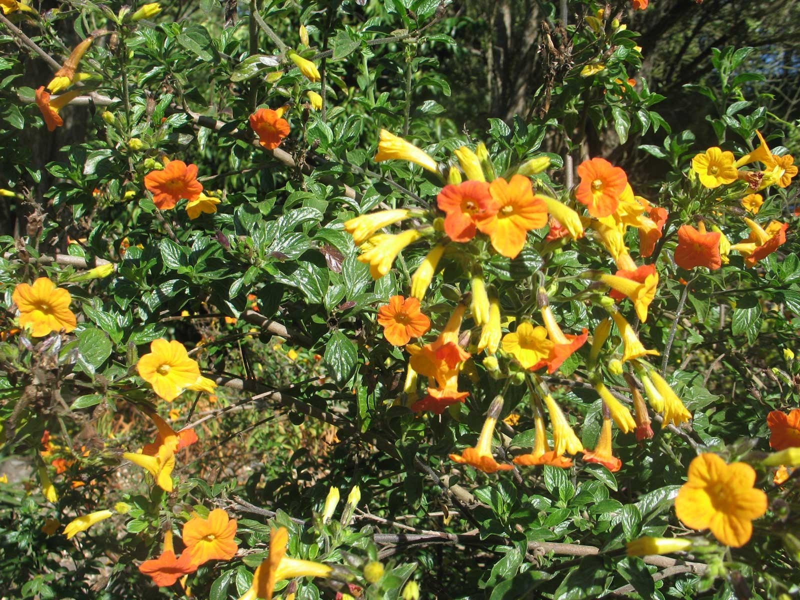 Streptosolen jamesonii | Marmalade Bush | Orange Browallia |Firebush | 20_Seeds