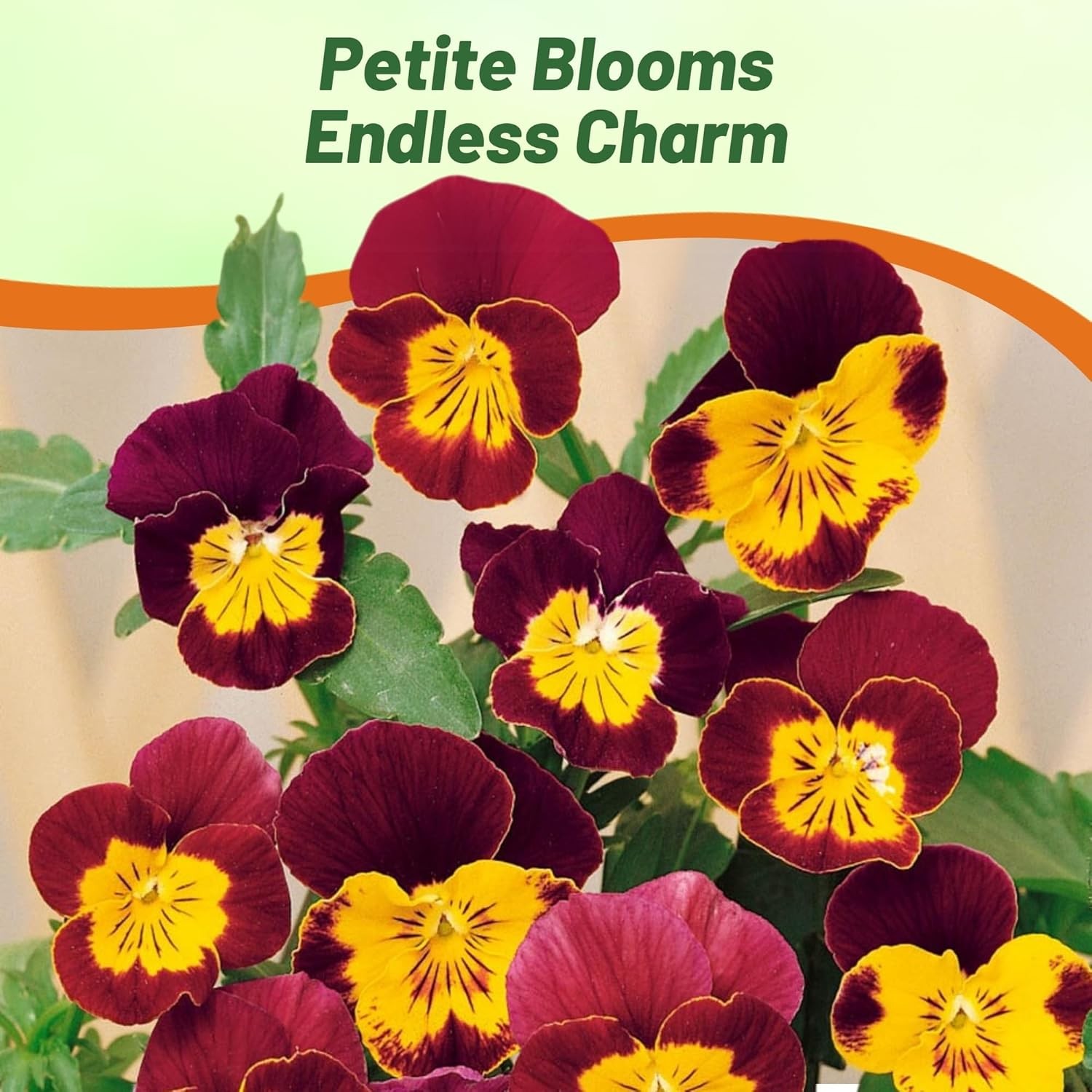 2000 Seeds Viola Seeds – Viola Bambini Mix Flower Seeds