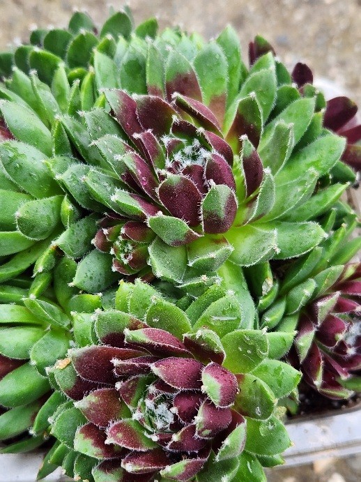 Quality 1 Sempervivum Succulent Red Color Cluster w Chicks Green Red 5″ Rooted