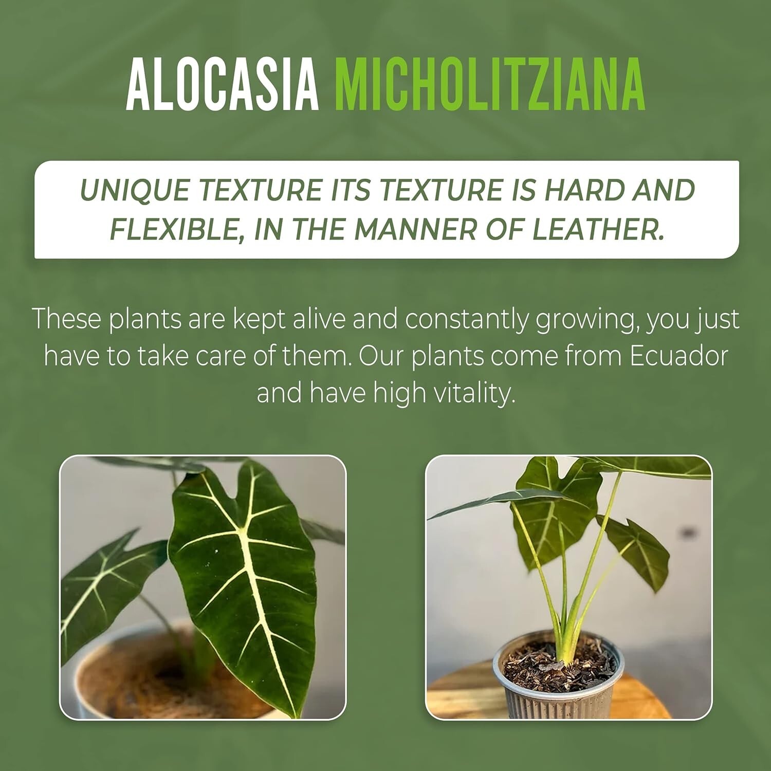 Alocasia Micholitziana (2pack) by Leal Plants Ecuador | House Plants Elephant