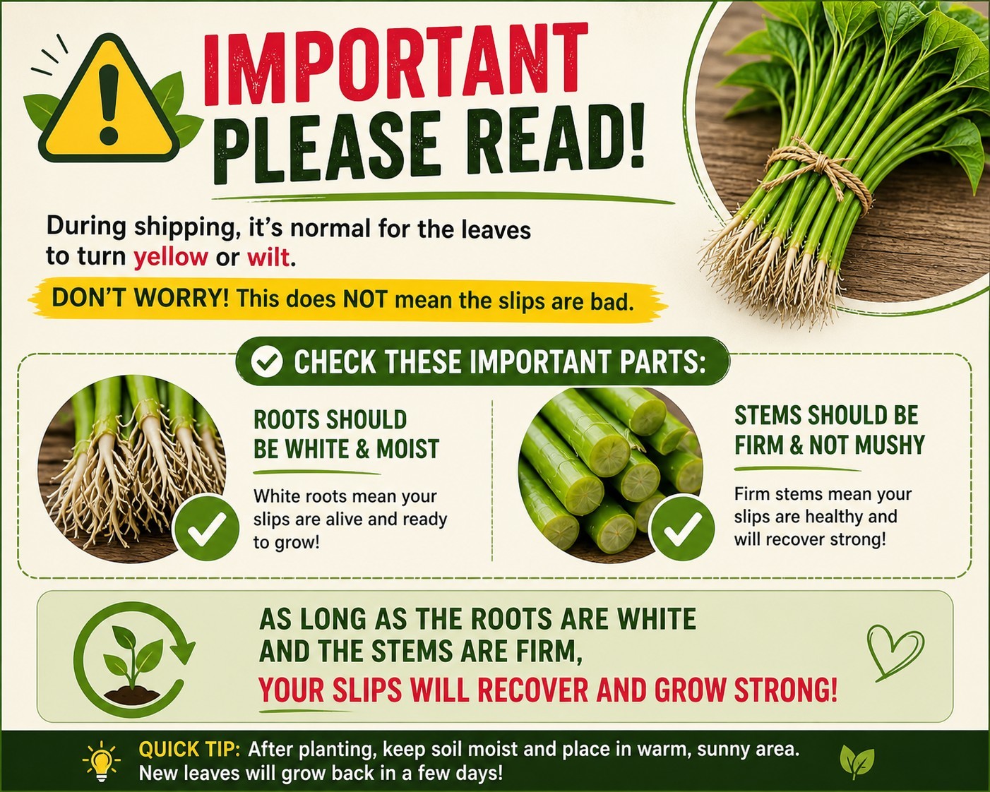 Korean White Sweet Potato ROOTED Slips (10ct) | Goguma White Ready to Plant Rare