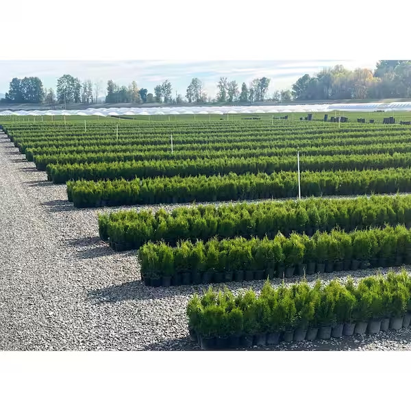 Emerald Green Arborvitae Live Evergreen Shrub 2.5QT Privacy Hedge Thuja Plant