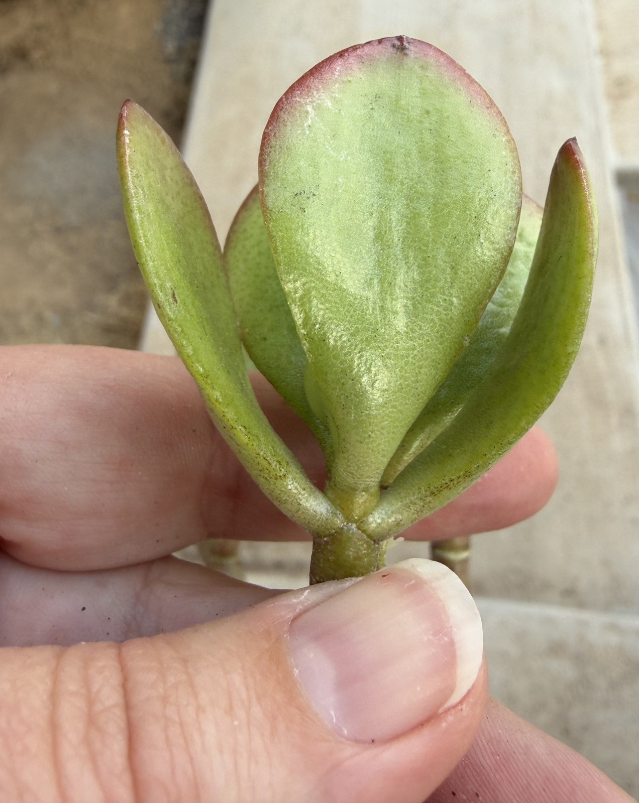 12”-14” Jade Crassula Ovata 1 stem Cutting red tippedlucky easy grow Succulent