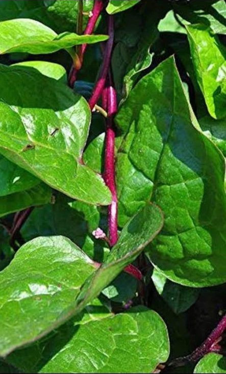 Green And Red Malabar spinach 40 Mixed seeds