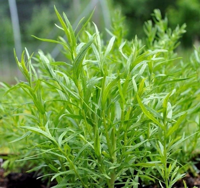 Russian Tarragon Herb Seeds, NON-GMO, Dragon Wort, Variety Sizes, FREE SHIPPING