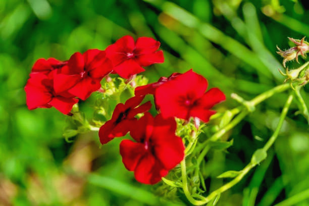 200 RED DRUMMOND PHLOX SEEDS | 2026 SALE FREE SHIPPING NON GMO