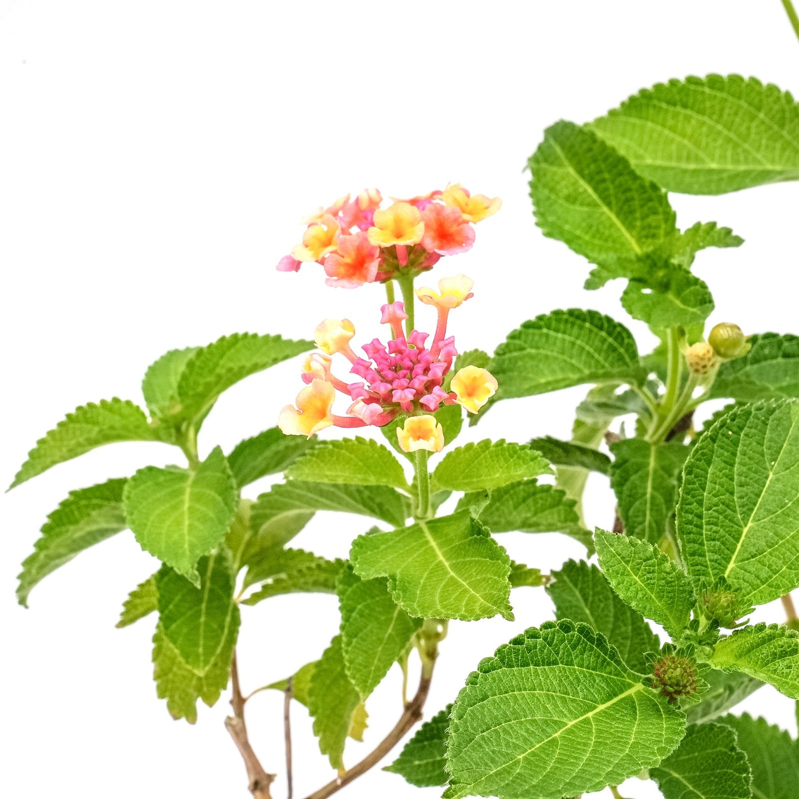 Confetti Lantana in 2.5” Nursery Cubes (Lantana camara ‘Confetti’) | Live Plants