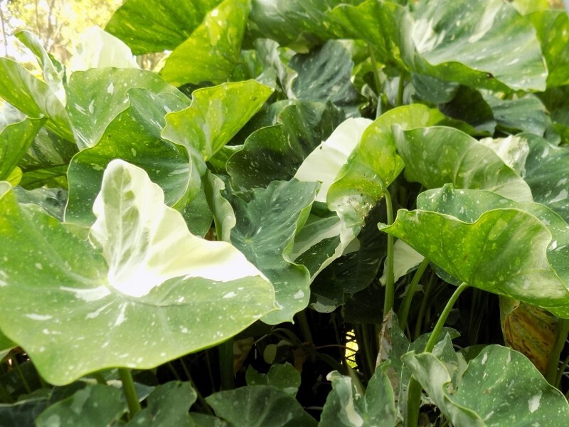 Ele Paio – Milky Way Colocasia / Elephant Ear – 1 Gallon Plant – Rare