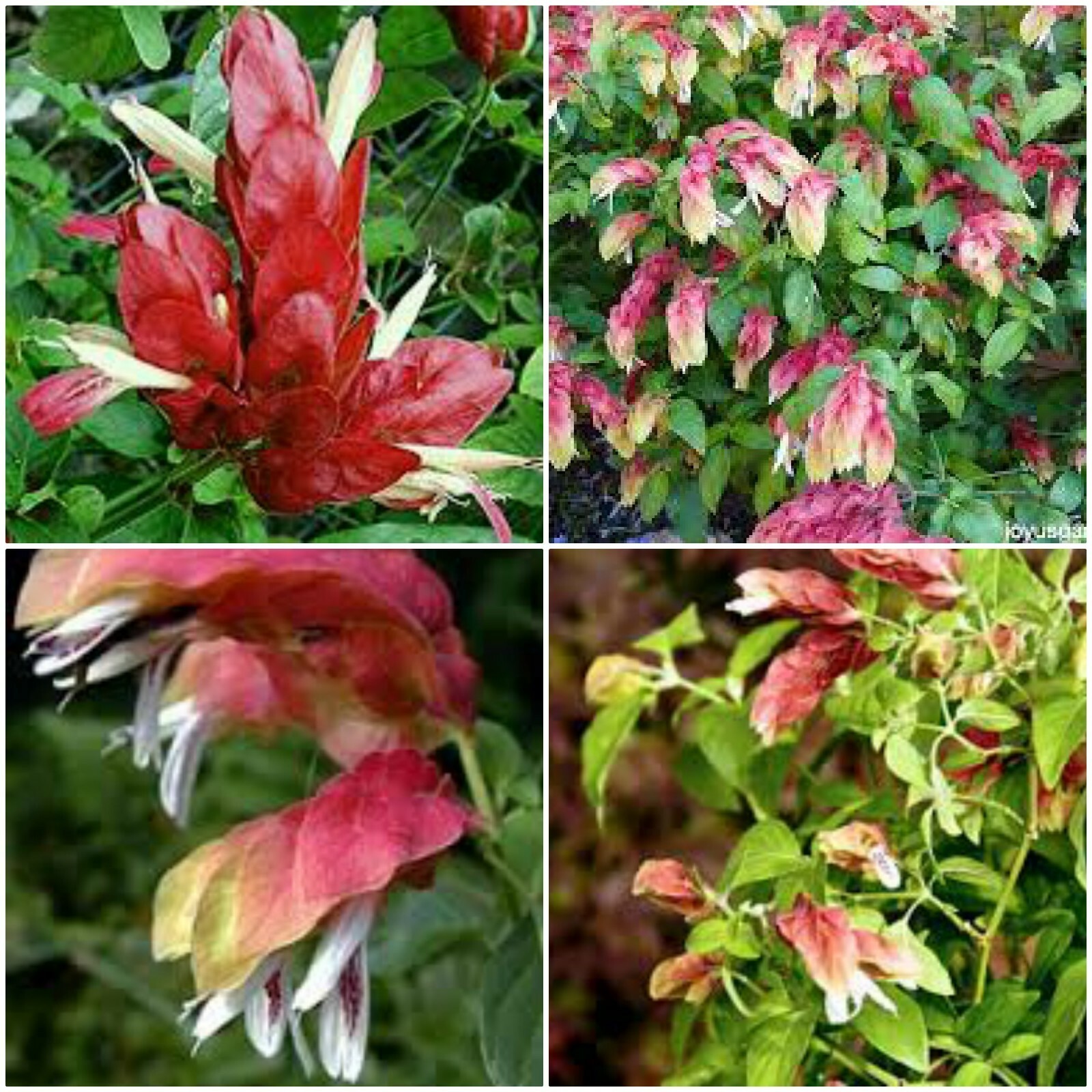 2 Red Shrimp Live Plants 7 to 10 inches Tall~Justicia Brandegeeana ~2 plug size