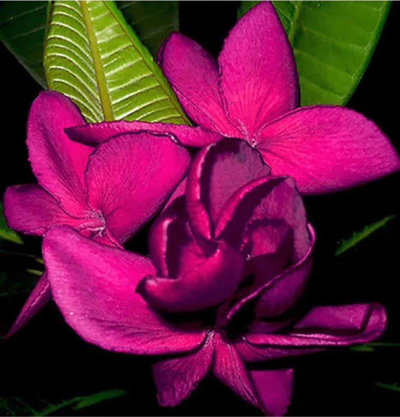 Highness Queen-Plumeria Rubra Frangipani-SMALL Rooted Seedling Plant-4-6 inches