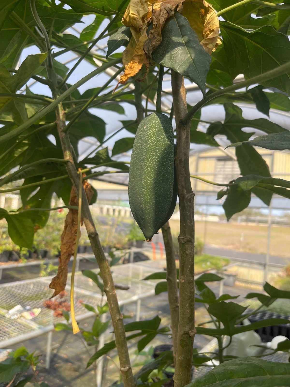 Rare Babaco Mountain Papaya Live Plant Exotic Fast Growing Fruit Tree 4 Pack