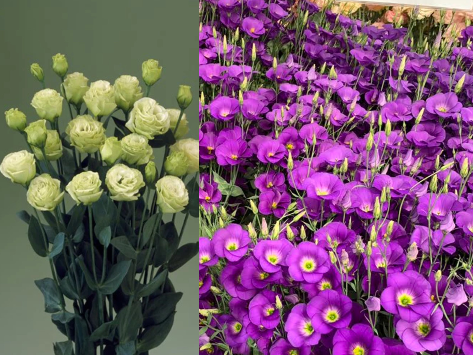 Lisianthus Live Plant, Healthy Potted Lisianthus, Long-Lasting Flower 3-4″ Pot