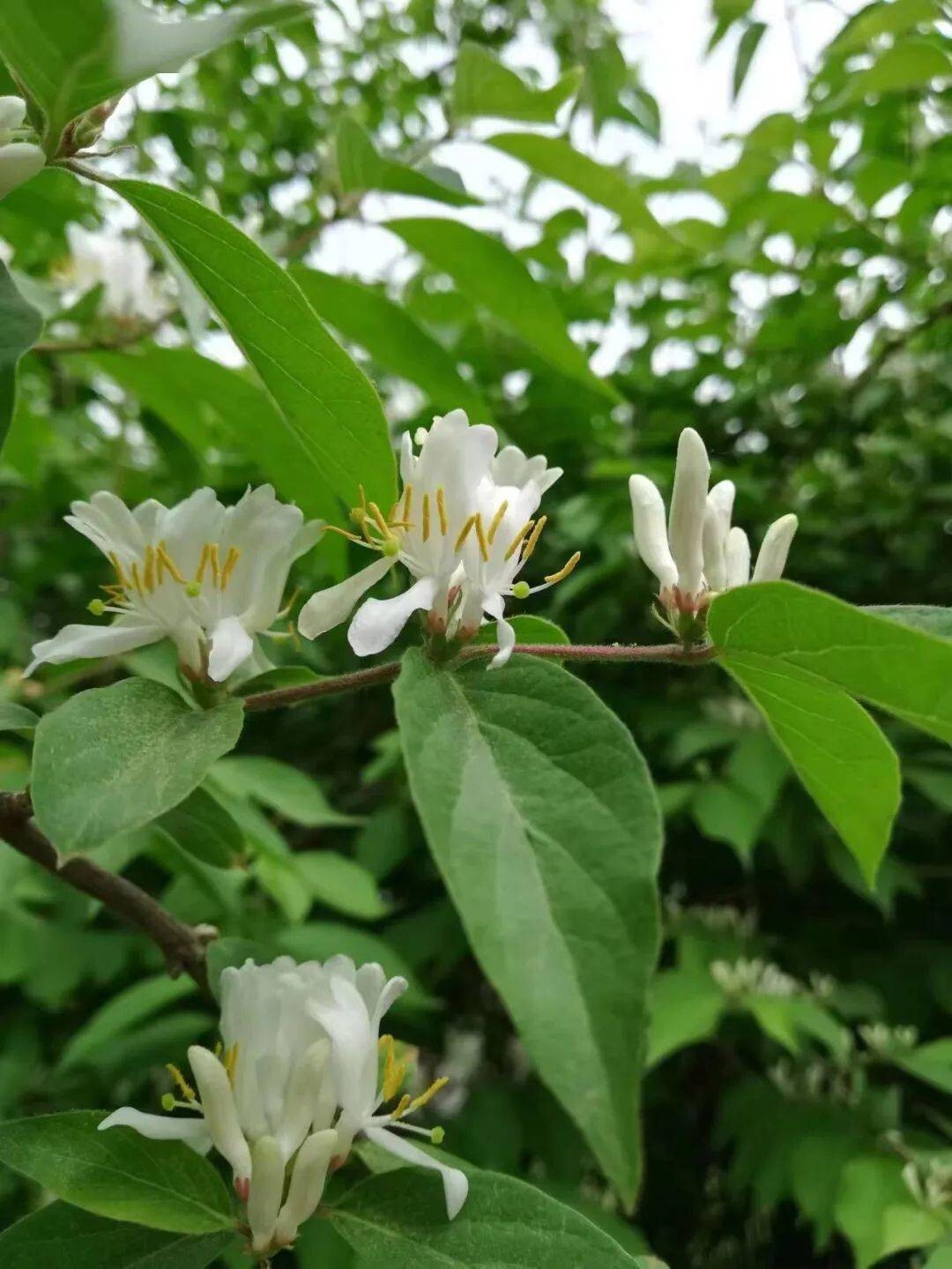 50Pcs Lonicera fragrantissima | Winter Honeysuckle | 50_Seeds