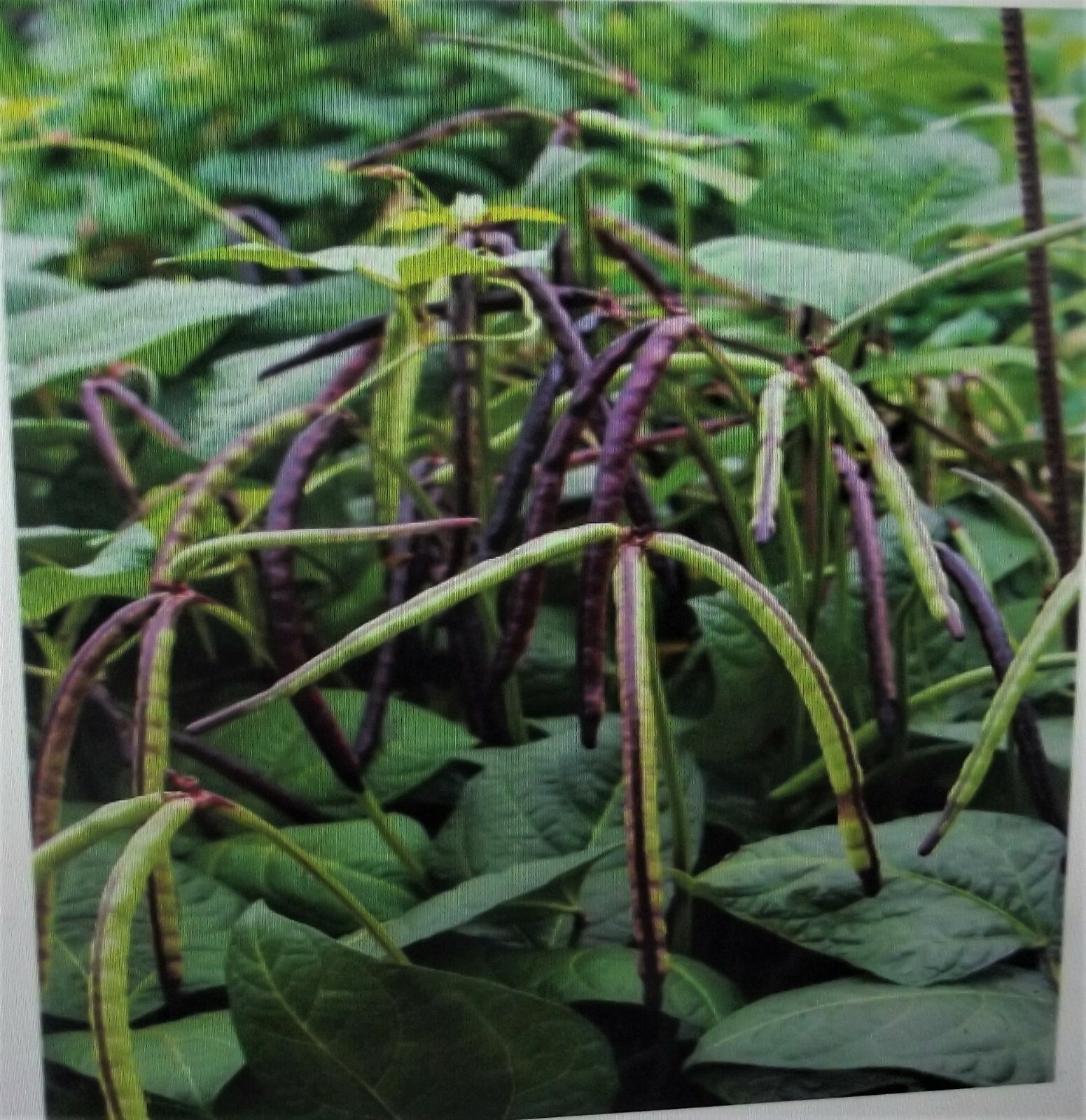 5 lb Mississippi Pinkeye 2 Purple Hull Pea Cowpea Germ: 80% Benefits St. Jude