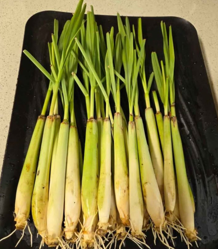 20 LEMONGRASS Stalks READY TO PLANT Fast Growing, Mosquito Repellent, Landscape