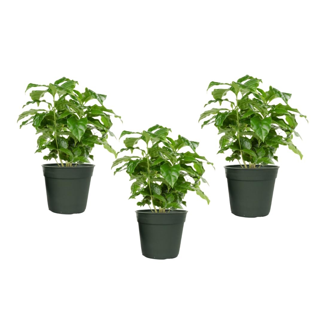 Arabica Coffee 3 Pack Fuit Producing Live Plants, Three 4″ Pots, Fragrant Whi…