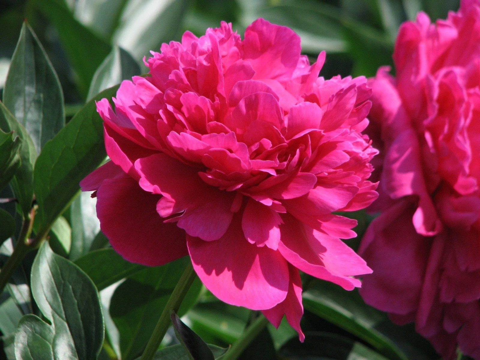 Kansas Bareroot Peony, 2-3 Eye, Great for Fall Planting! USA Farm and Company