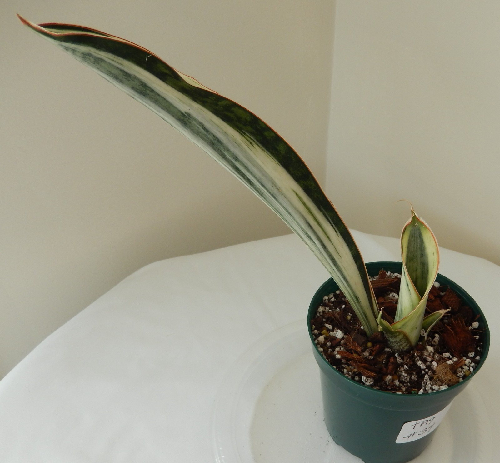 White Variegated Whale Fin Sansevieria Rooted In 4″ Pot Tag #34