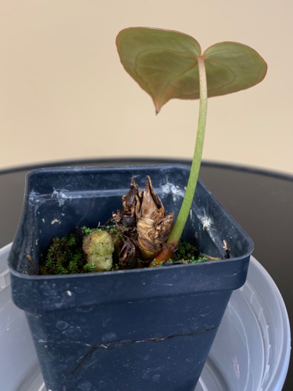 Rare Tropical Plant: Anthurium Silver Blush x A. Michelle **READ DESCRIPTION**