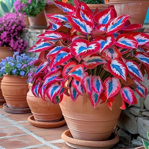 Hosta Seeds, 160+ Non-GMO Heirloom Shade Plants, Hardy Perennial Garden Foliage