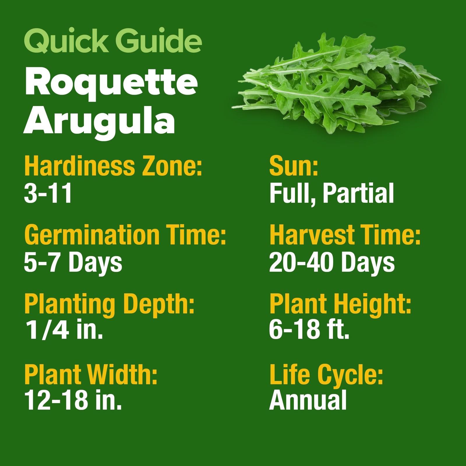 HOME GROWN Arugula Roquette Seeds 2,175+ Heirloom Non-GMO 1-Pack, Green