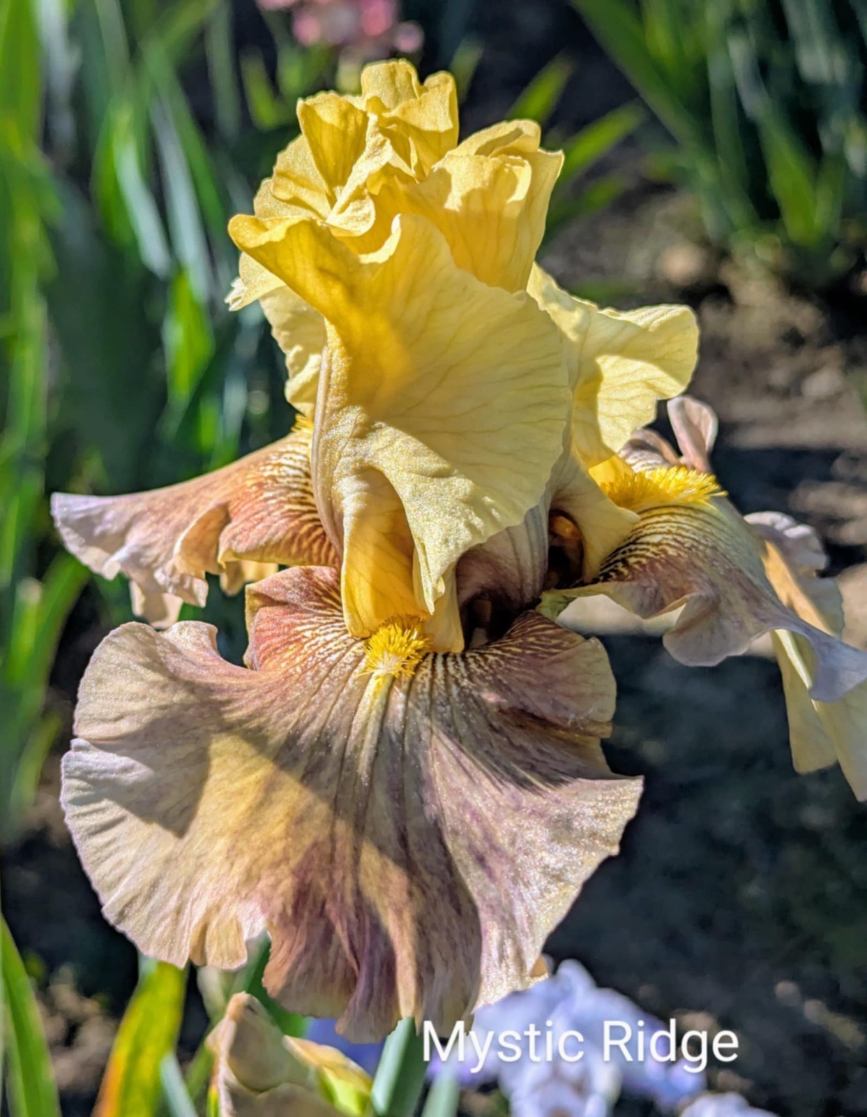 ‘Misty Ridge’ Tall Bearded Iris Rhizome PRE-SALE to Ship Aug/Sept