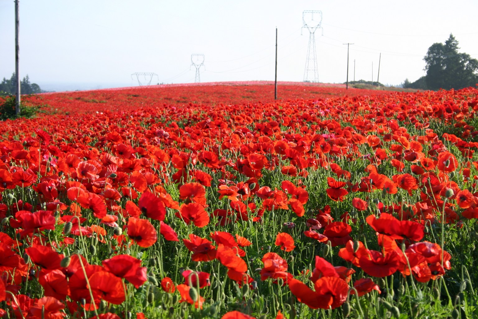 5000 Red Corn Poppy Flower Seeds Papaver rhoeas Great Pollinator