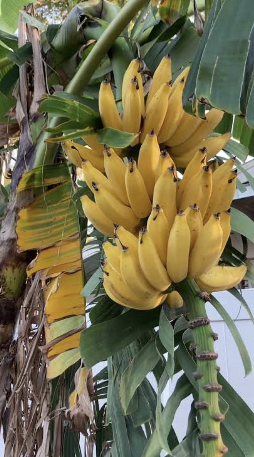 Veinte Cohol Musa Banana Plant–SMALL ROOTED STARTER PLANT