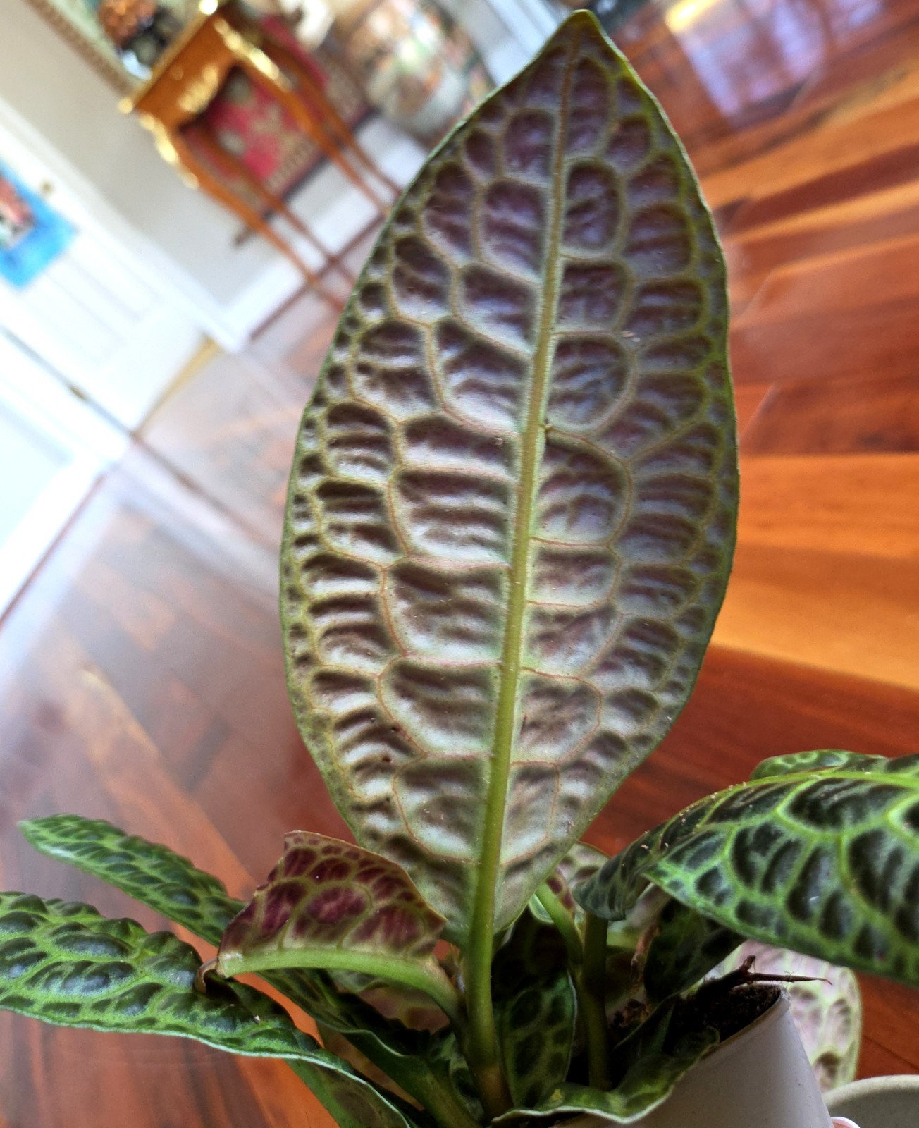 Rare Labisia Kura Kura 14″ Tall 2 Plants Aroid Not Philodendron Monstera