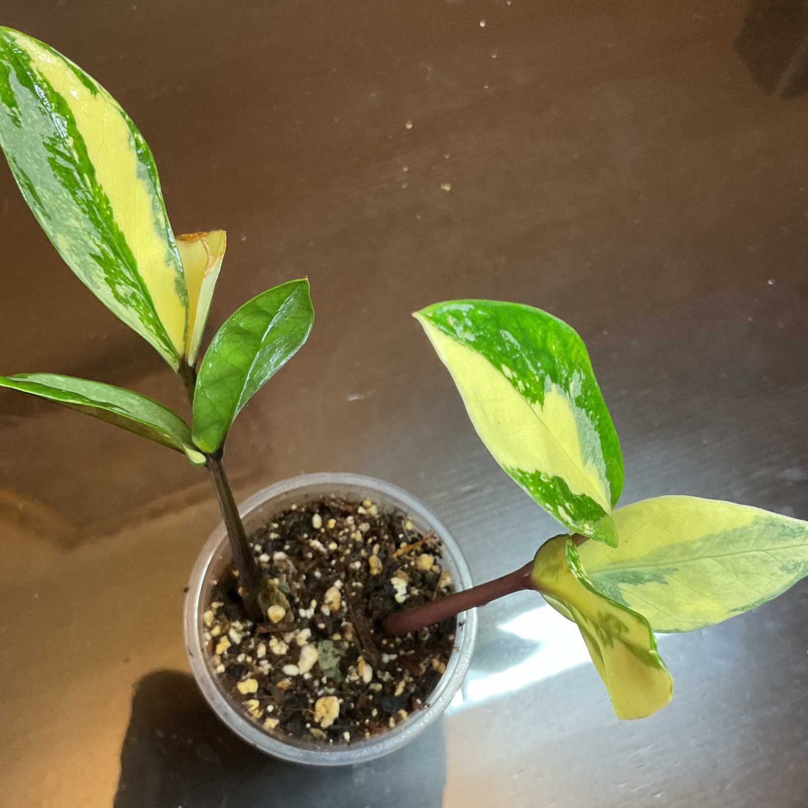 Variegated Hoya Live Plant Plug Potted, Vegetative Indoor Green/Yellow