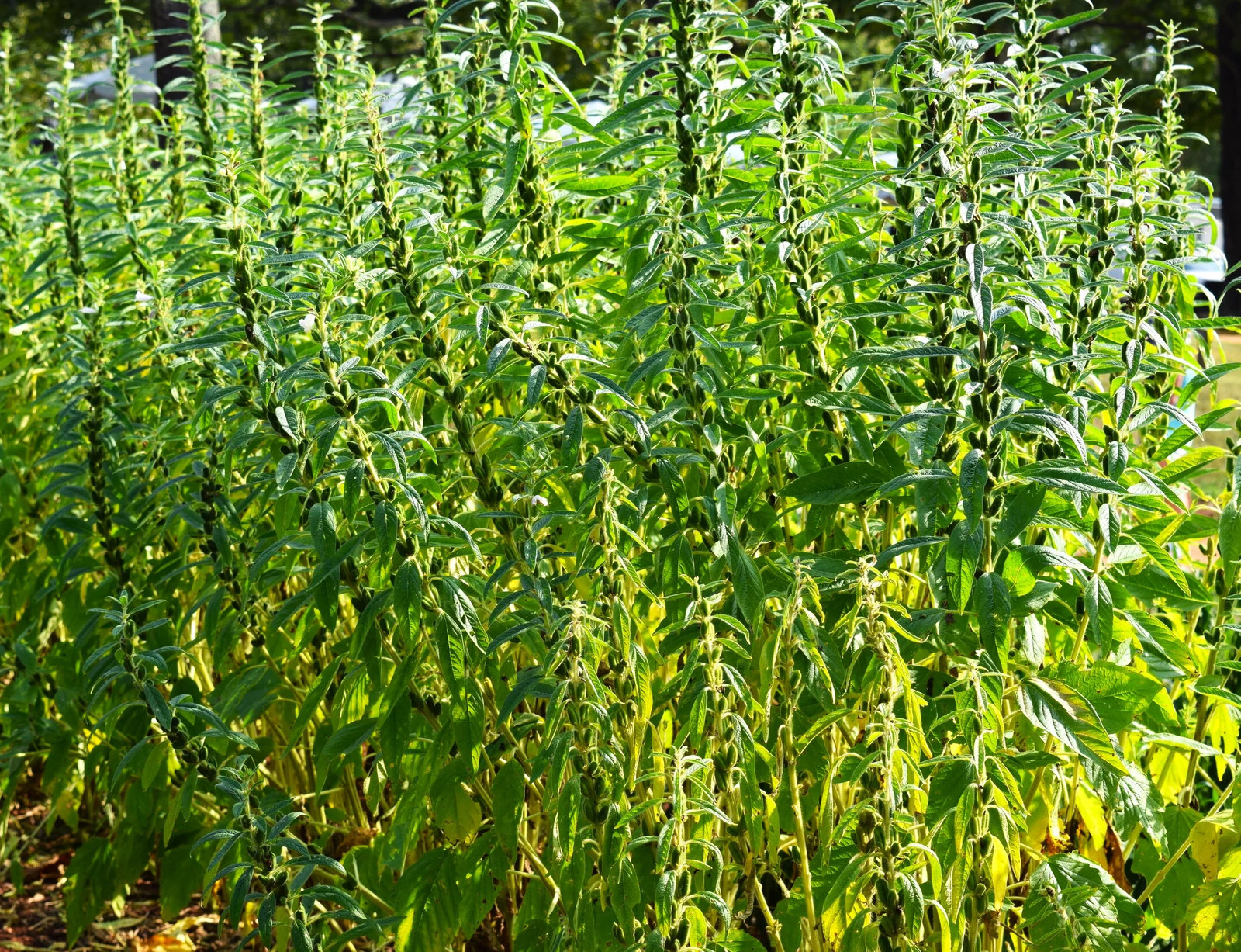 White Sesame Seeds | For Planting Benne Asian Til Garden Seed 2024 Fast Shipping