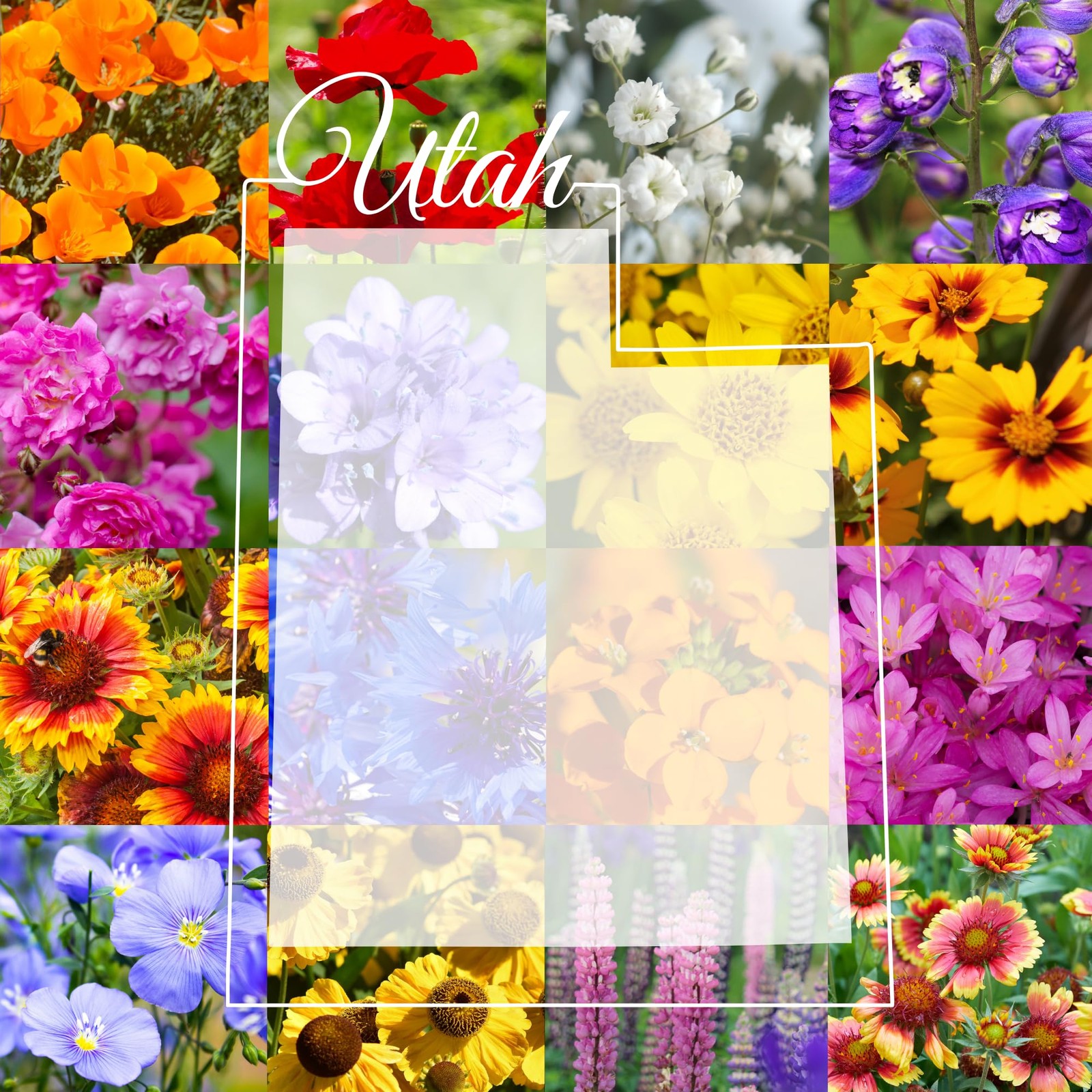 Utah Wildflower Mix, 1 lb Covers 3,200 sq ft, Multi-Color Blooms, Spring and …