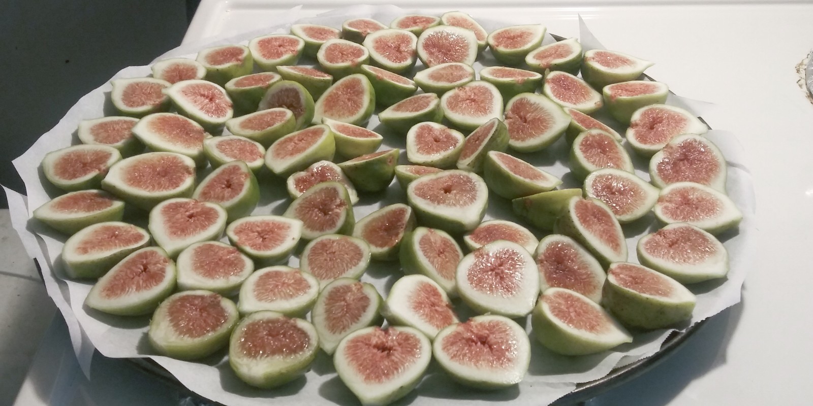 WHITE MADEIRA FIG Cuttings -Unrooted Bundle of 3