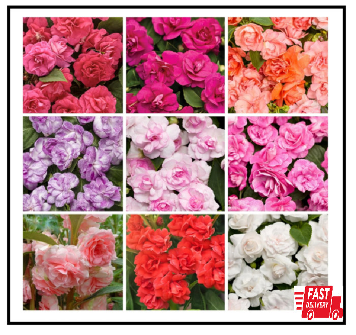 300+ Double Impatiens Seeds Perennial Annual Mixed Camellia Impatiens Balsamina