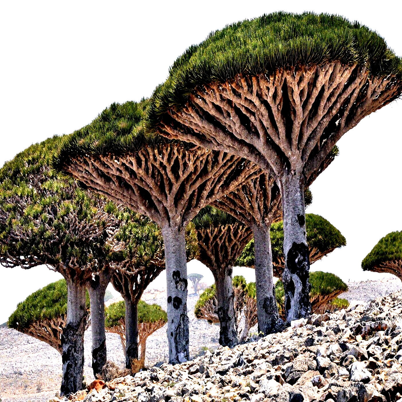 10 Dragon’s Blood Tree Seeds (Dracaena draco) Exotic Canary Island Palm Bonsai