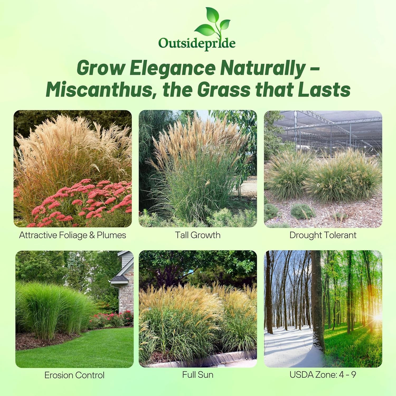 1000 Seeds Miscanthus Sinensis Chinese Silver Drought Tolerant Xersicape