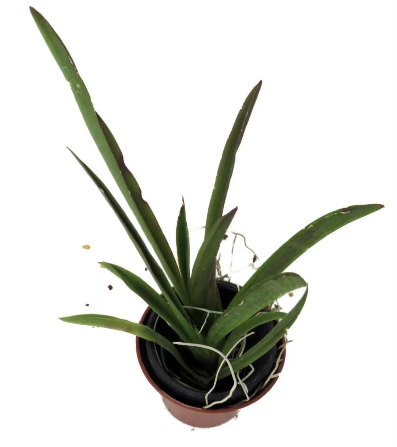 Live Tiny Dancer Tolumnia Miniature Orchid Plant – No Flower Spike – 2″ Pot