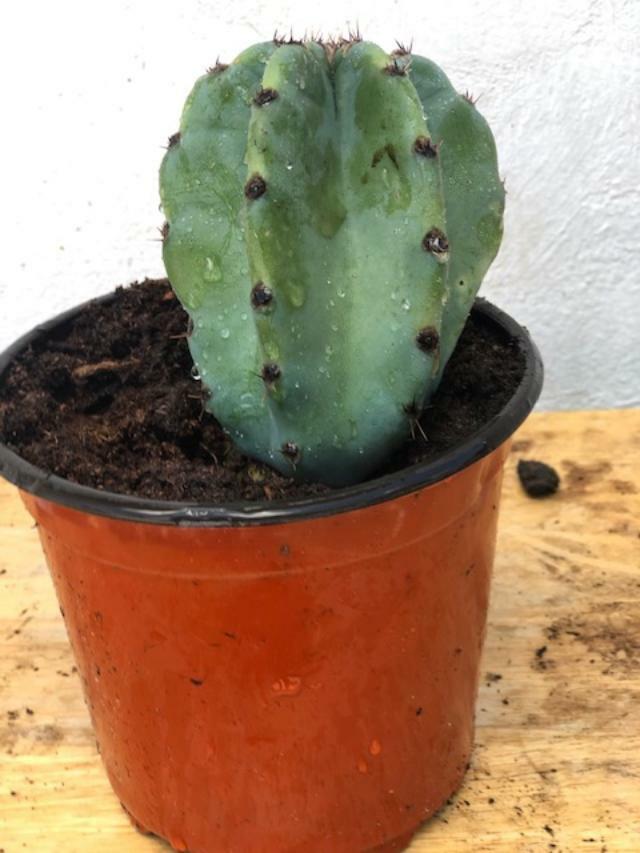 PERUVIAN APPLE CACTUS (Cereus peruvianus )ORGANIC ROOTING (2″-4″) STARTER PLANT