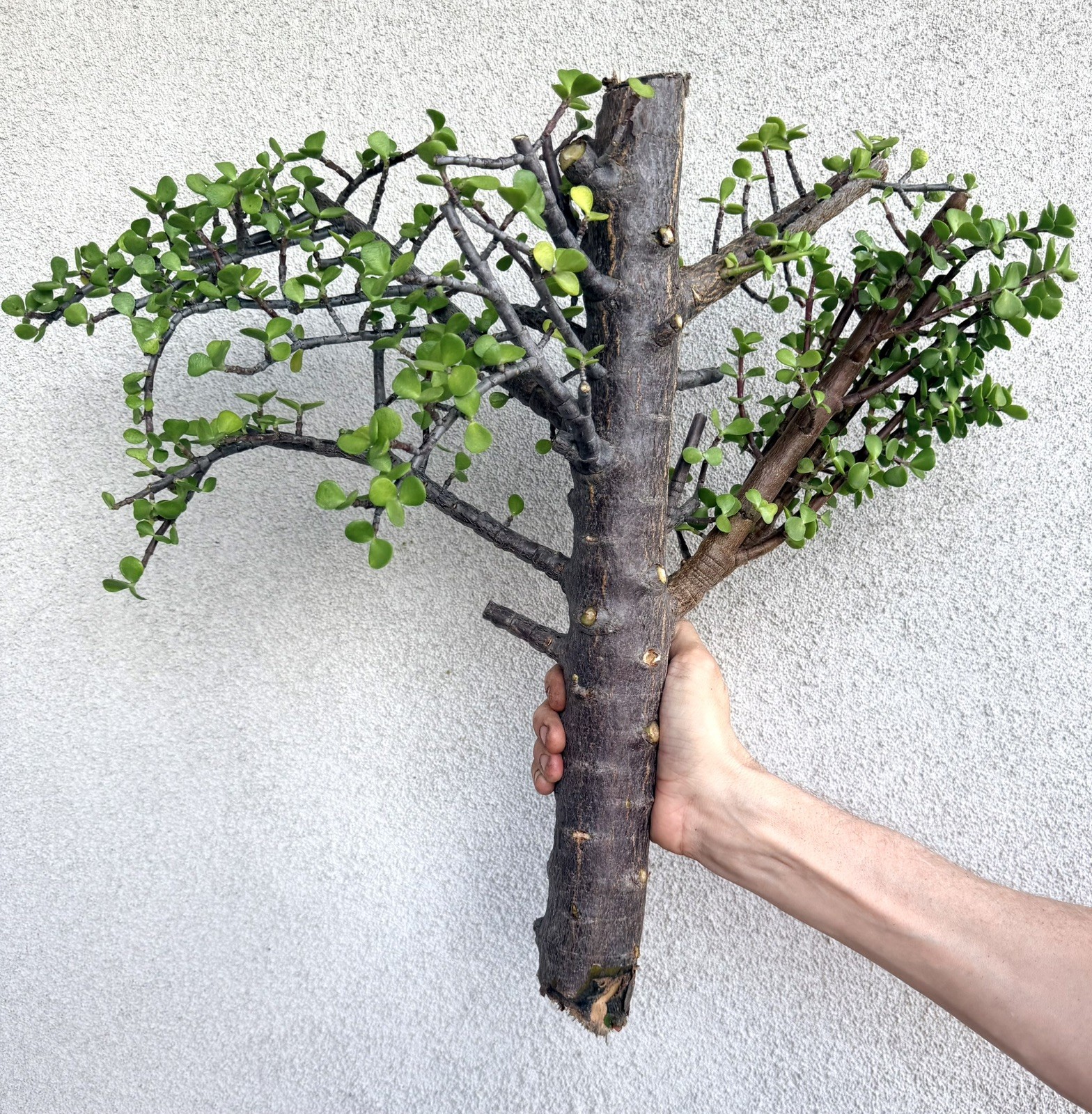 Old Growth 2.25” THICK STEM Portulacaria Afra Exact Cutting Spekboom Bonsai