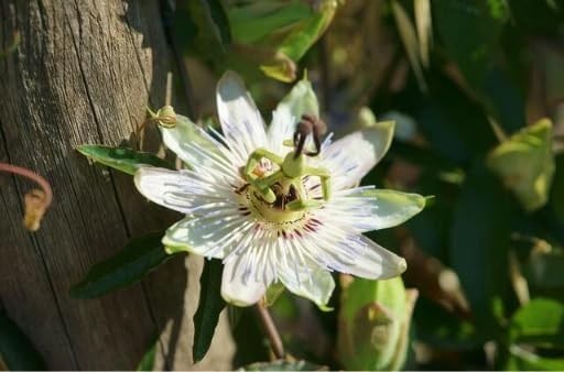 Mixed Passion Flower Seeds – 50+ Passiflora Seeds, Stunning Colors & Exotic Bloo