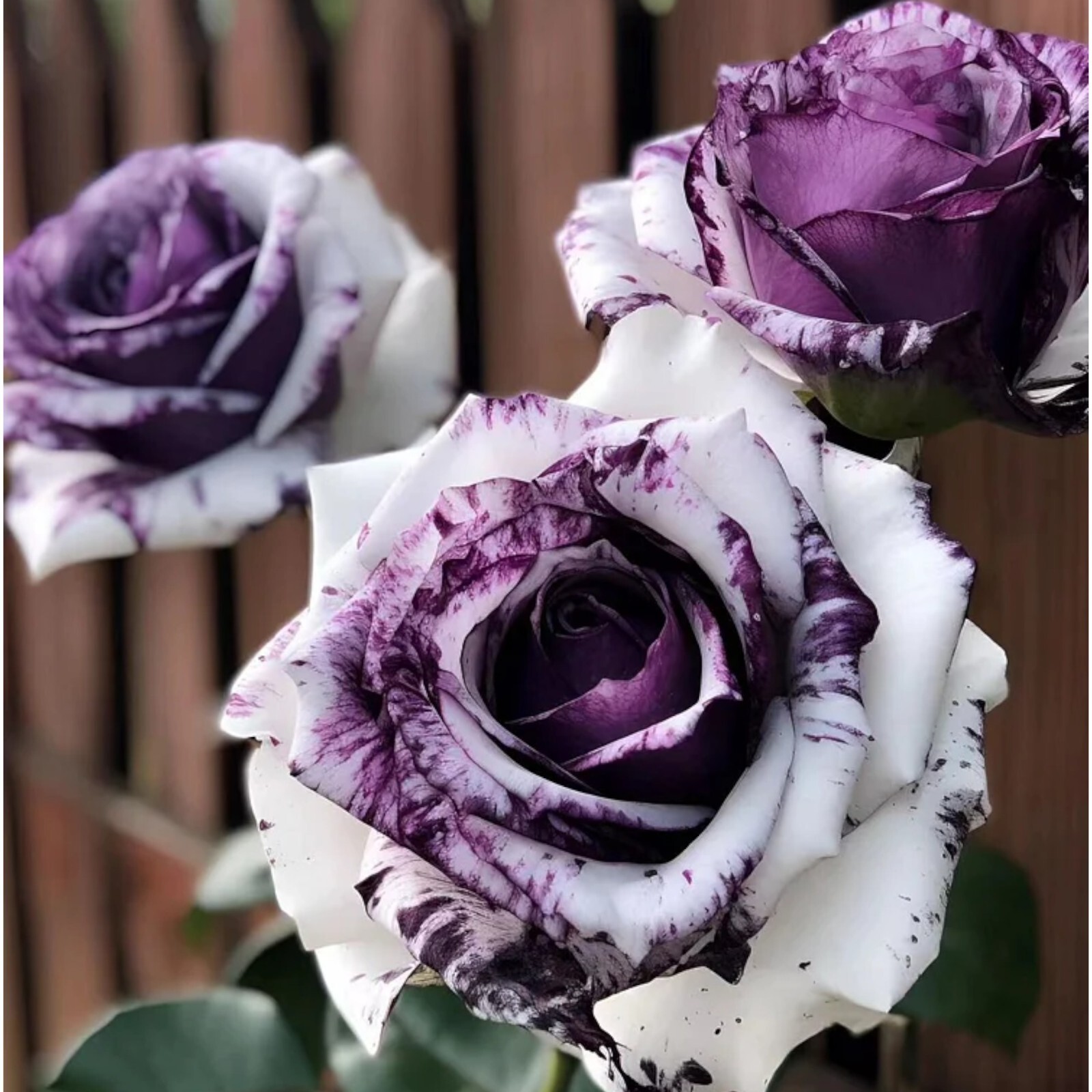20pcs Rare Purple and White Twin Rose Seeds – Captivating Garden Contrasts.