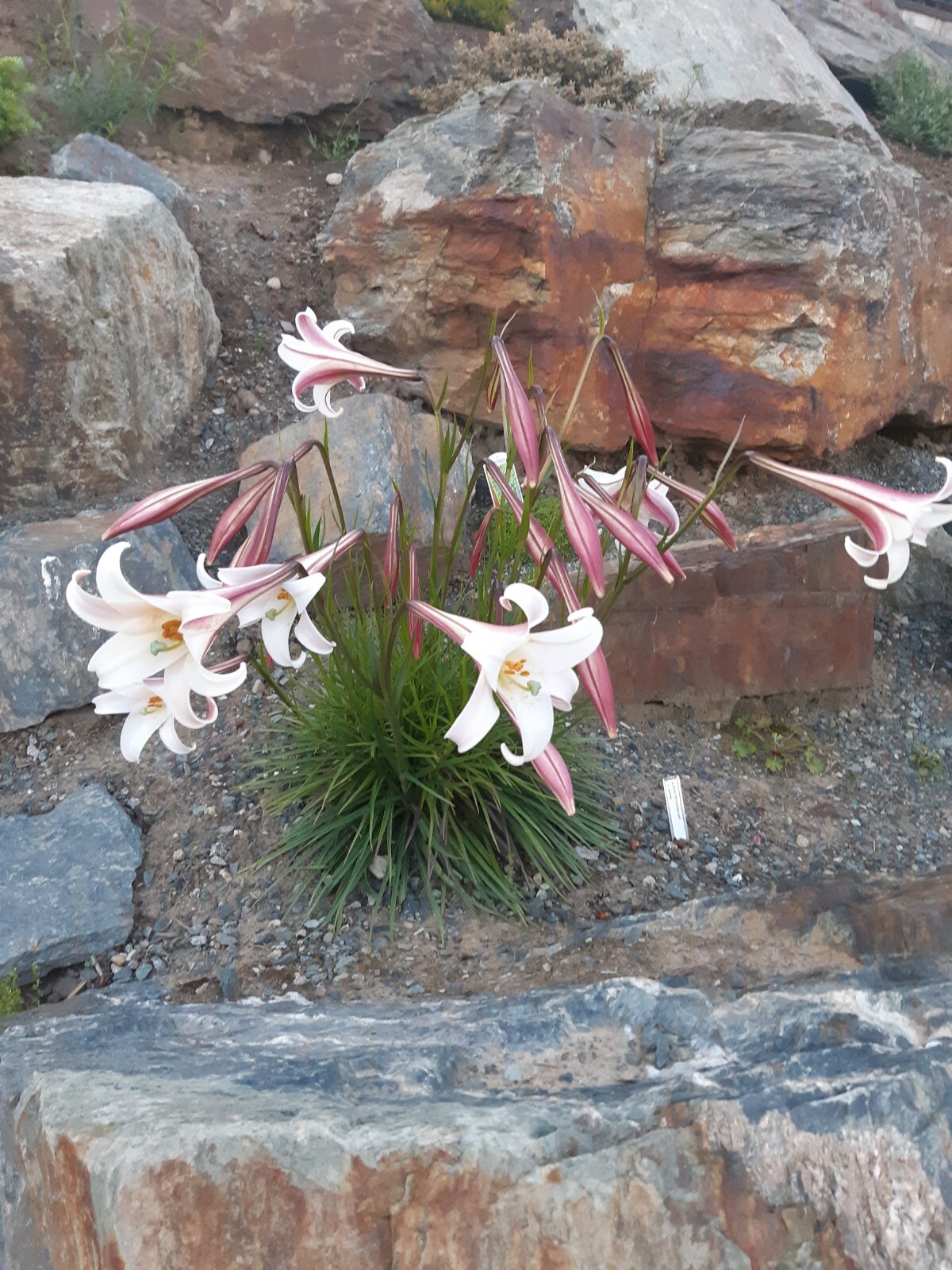 Lilium formosanum v. pricei | Dwarf Formosa Lily | 100 Seeds