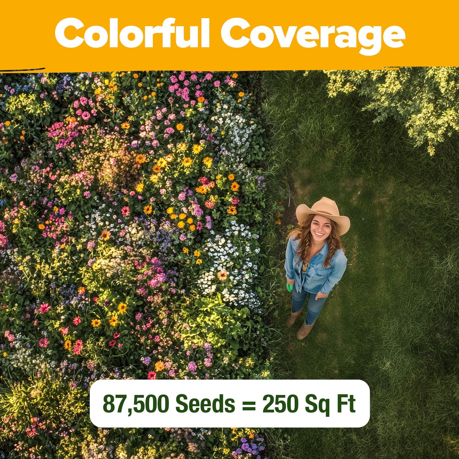 HOME GROWN Texas Wildflower Seeds 87,500+ Non-GMO Perennial 2 oz, Multi