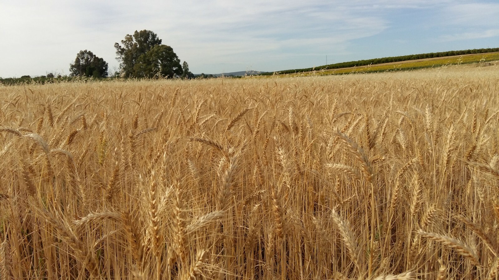 Organic Maris Widgeon -Ancient Heirloom Wheat – 100 Seeds- Stater Pack