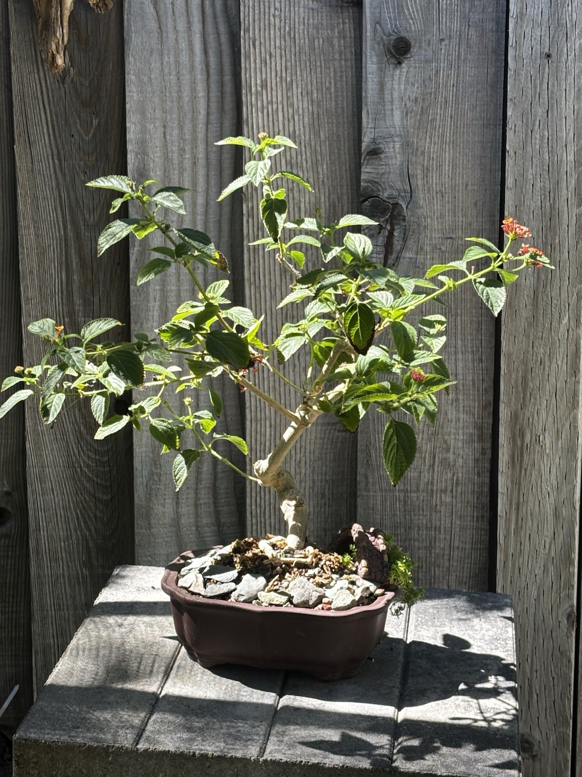 17 YEAR OLD LANTANA BONSAI TREE