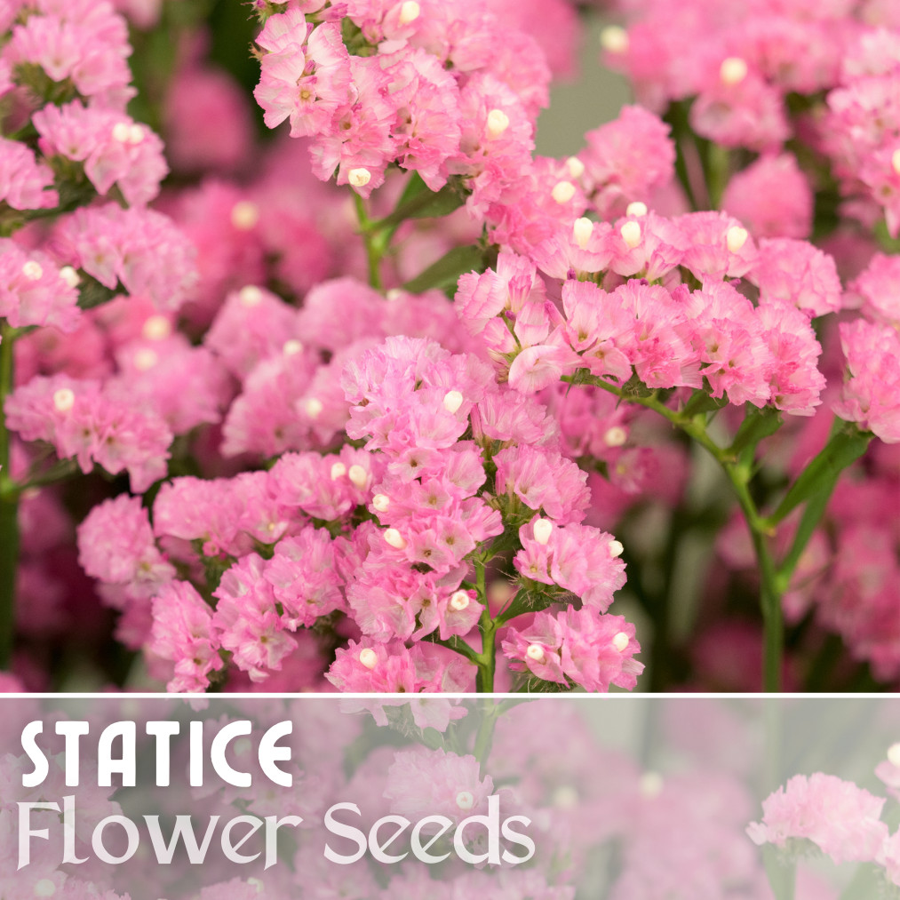 Statice Seeds – 85 Seeds – Garden Bloom Flower Seed Flowers Garden Limonium
