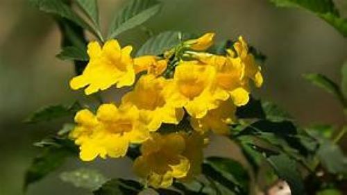BIGNONIA “YELLOW” CROSSVINE*Rooted Starter Plant*USA SELLER*ATTRACTS BUTTERFLIES