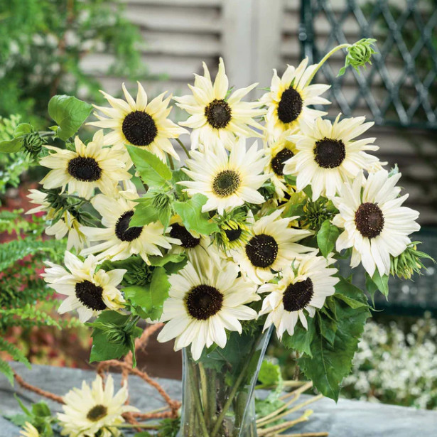 Cottage Garden Series SIMPLY ROMANTIC Flower Mix White Pink Bouquet 500 Seeds