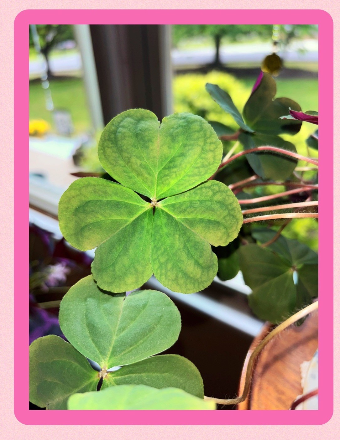 👒Pink Oxalis Wood Sorrel~ 3 Mounds~ Organic~ Lush Ground Cover Perennial
