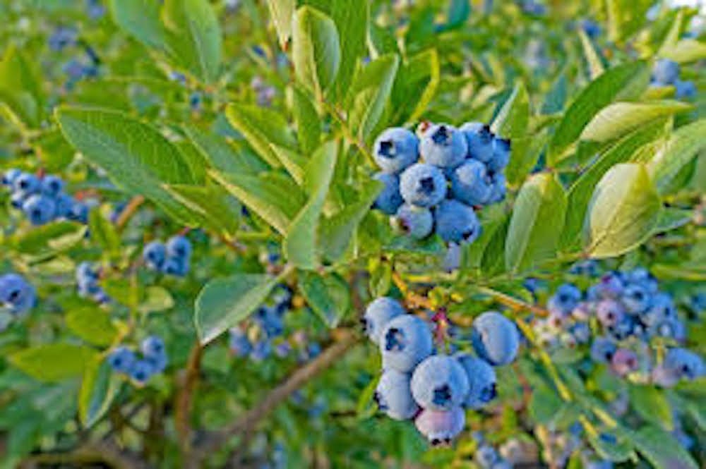 1 Top Hat Dwarf Blueberry Plant Vaccinium angustifolium Starter Plant